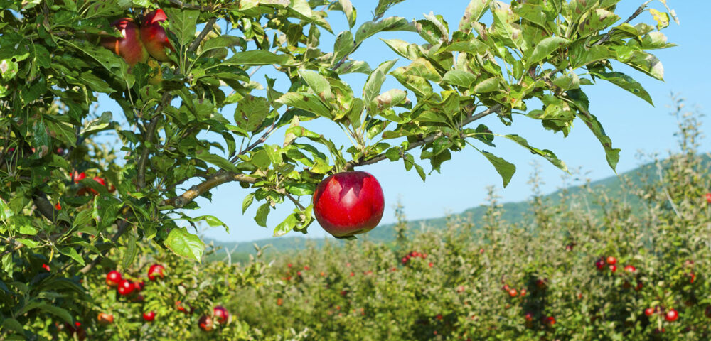 Alberi da frutto nel proprio spazio verde: cosa sapere