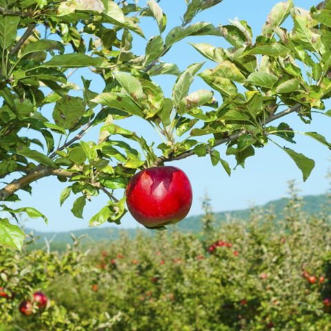 cosa sapere sugli alberi da frutto - curare alberi da frutto - Agri Imera