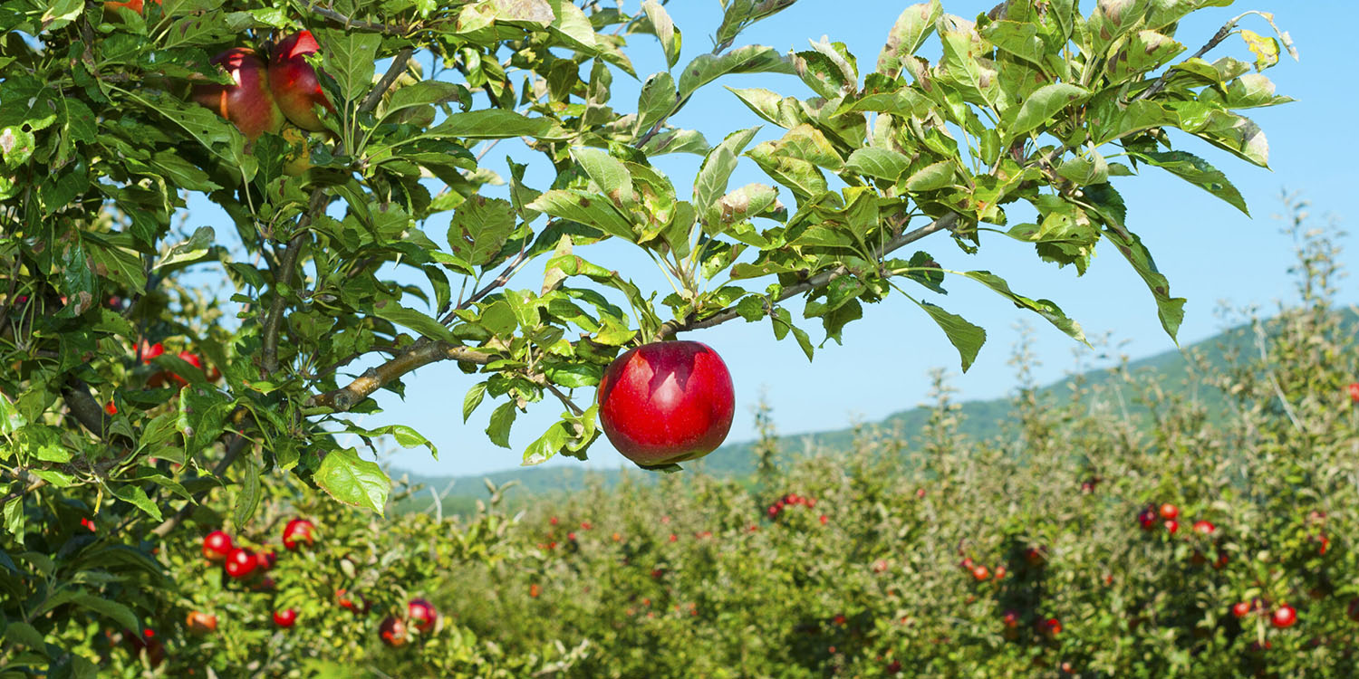 Alberi da frutto nel proprio spazio verde: cosa sapere