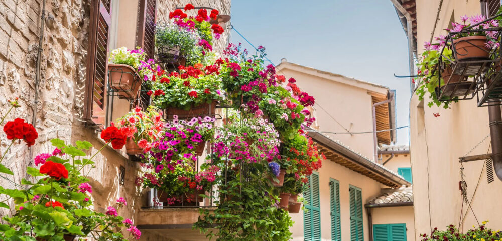 I fiori perfetti per un balcone colorato e profumato