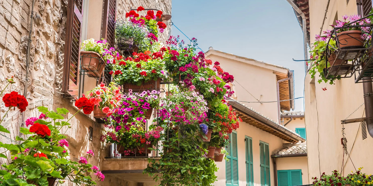 I fiori perfetti per un balcone colorato e profumato