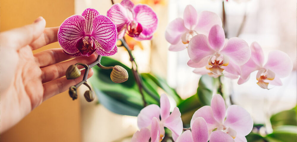 Come prendersi cura al meglio della propria orchidea