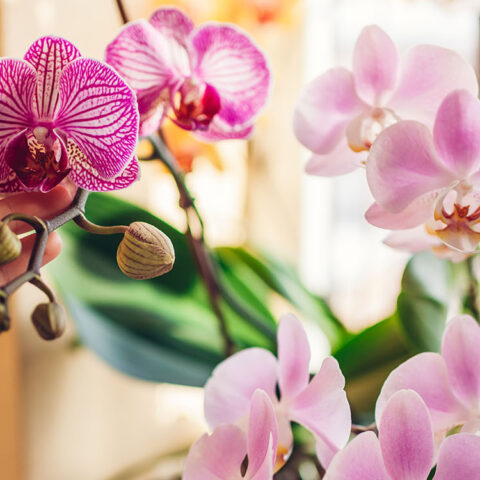 come curare l'orchidea - orchidee Sicilia - Agri imera Termini Imerese