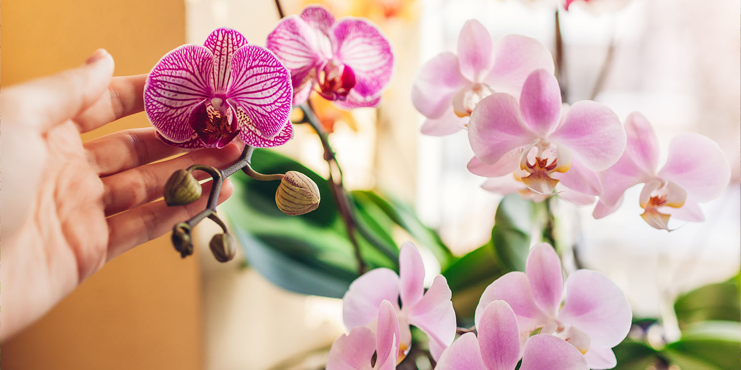 Come prendersi cura al meglio della propria orchidea