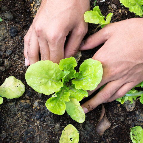 Piantagioni da orto stagionali - le stagioni dell'orto - agri imera