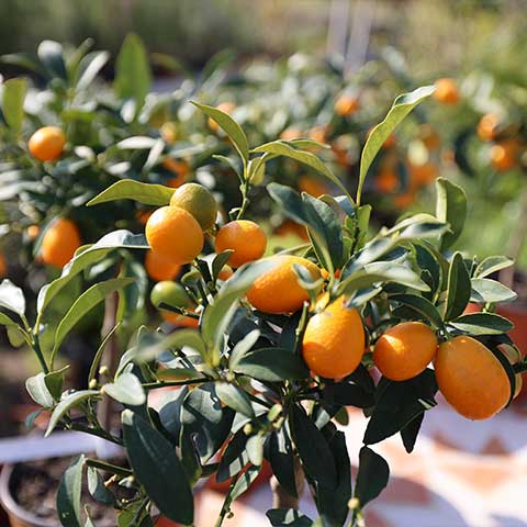 agri imera settori florovivaismo - giardinaggio - macchine agricole Termini Imerese