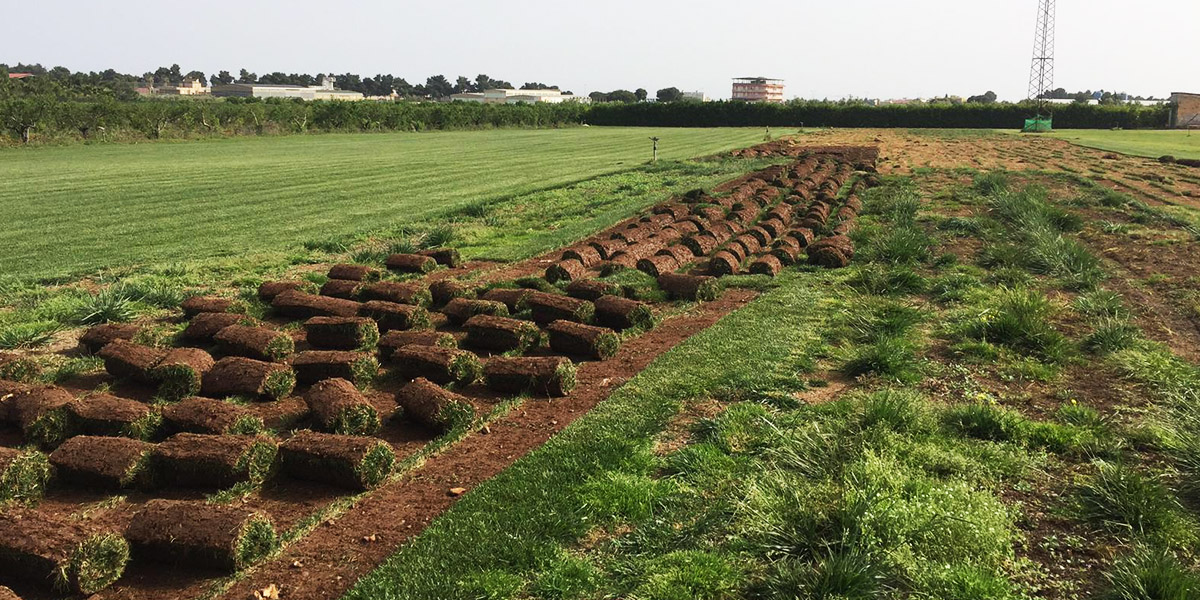 Produzione tappeto naturale